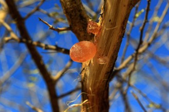 Gum arabic is seen on an Acacia trees